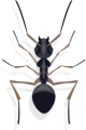 Ant