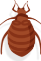 Bed Bugs