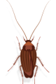 Cockroach