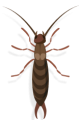 Earwig