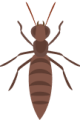 Termite